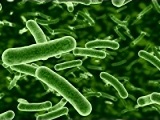 Clostridium_tetani_bacteria